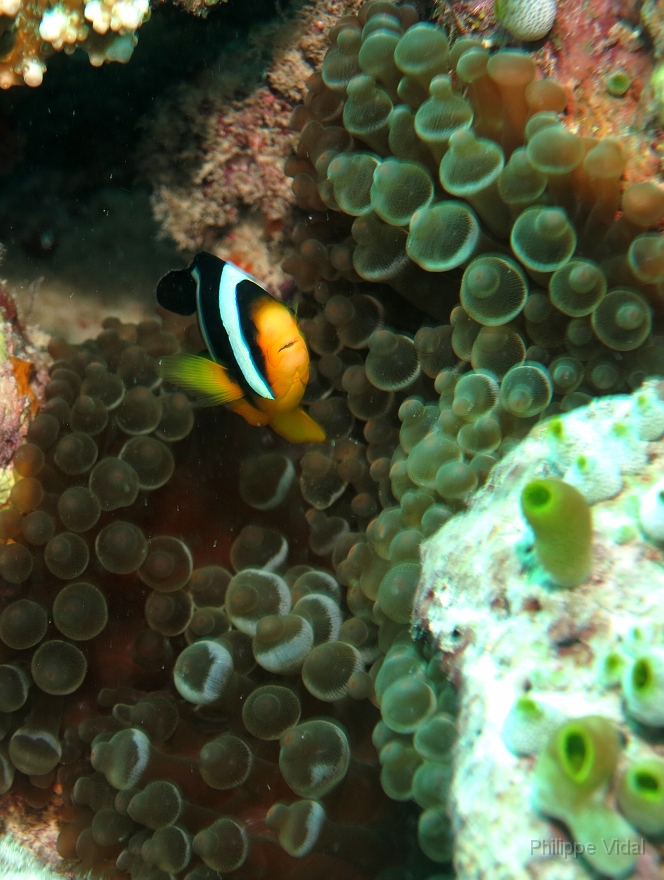Velidhu - 2013_03_10 - IMG_0422r_Poisson clown de Clark - Amphiprion clarkii_Kuda faru_Plongee.jpg